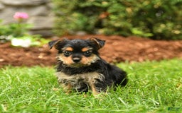 Yorkshire Terrier dogs for sale: Rose - Image 7