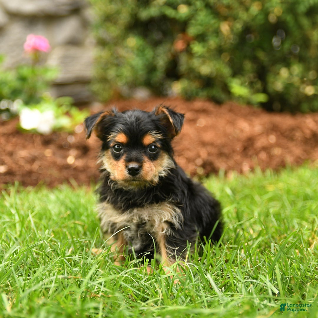 Yorkshire Terrier dogs for sale: Rose - Image 7
