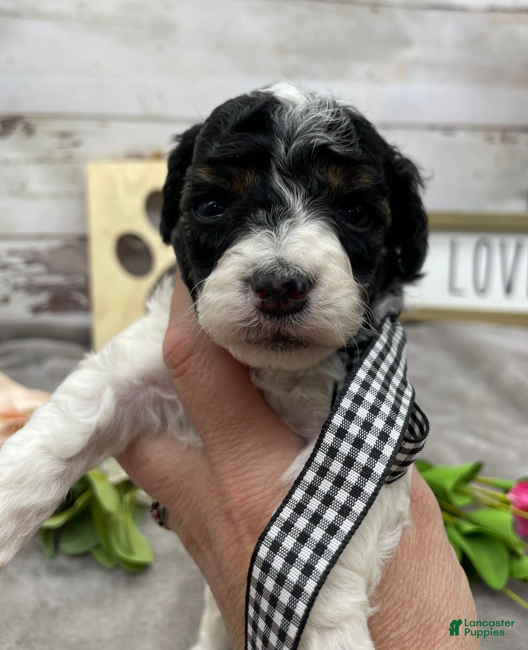 Miniature Poodle dogs for sale: Tobias - Image 8