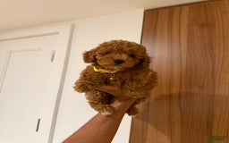 Toy Poodle dogs for sale: Thomas - Image 3