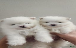Pomeranian dogs for sale: Snow - Image 6