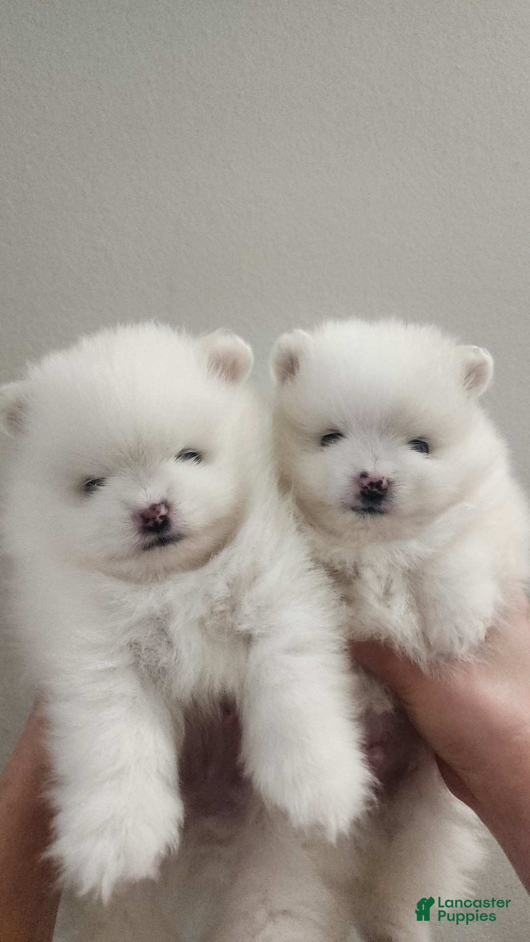 Pomeranian dogs for sale: Snow - Image 6