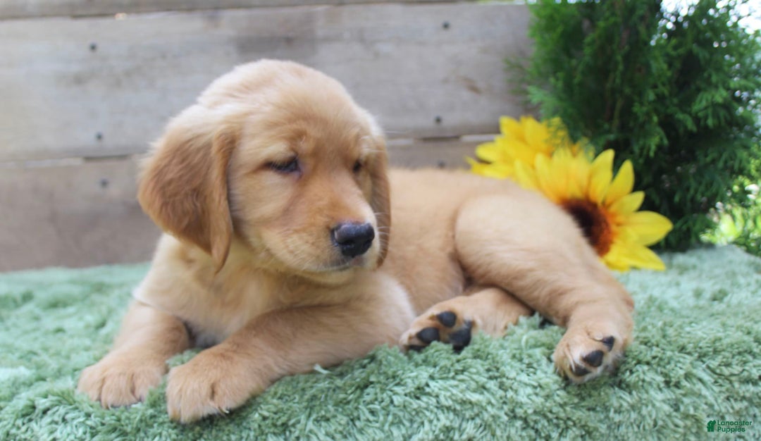 Golden Retriever dogs for sale: Mitsy - Image 1