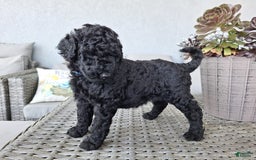 Standard Poodle dogs for sale: Jet Black ⚫️ - Image 1