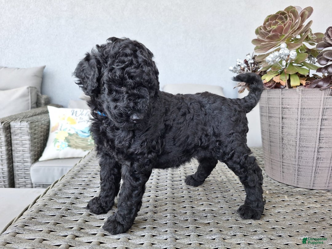 Standard Poodle dogs for sale: Jet Black ⚫️ - Image 1