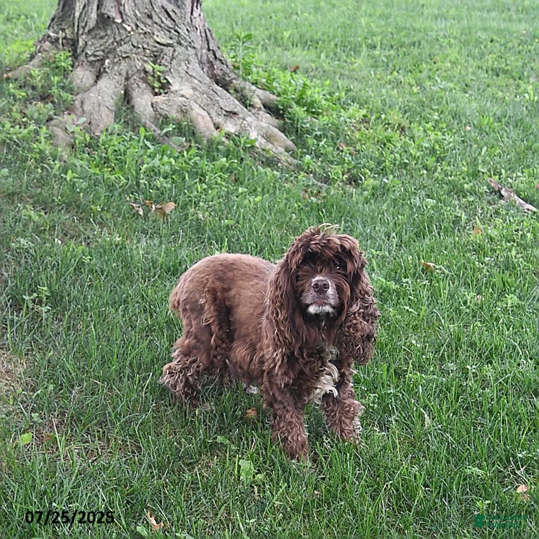 Cocker Spaniel dogs for sale: Rufus - Image 6