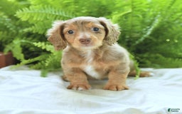 Miniature Dachshund dogs for sale: Conner - Image 4