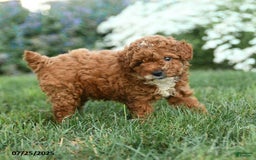 Toy Poodle dogs for sale: Espresso - Image 1