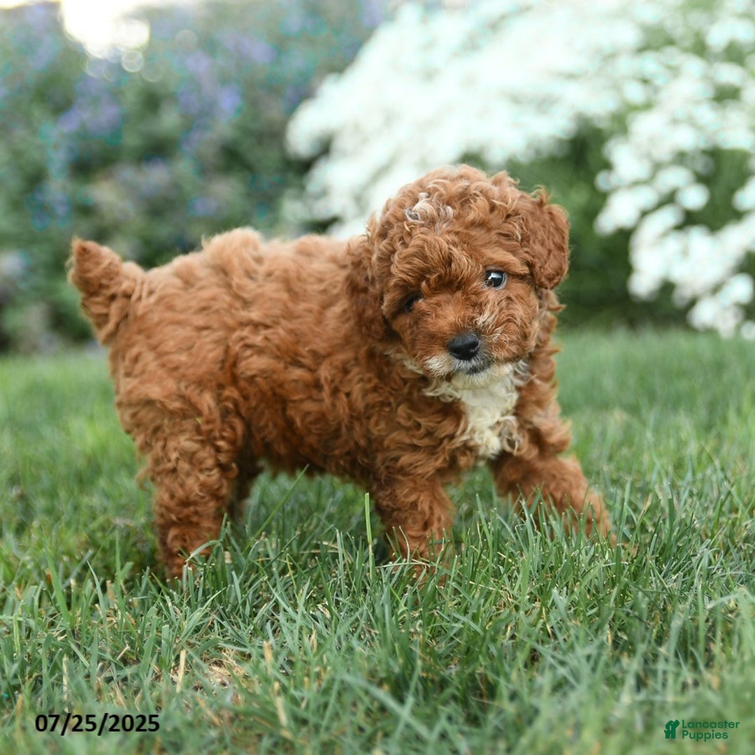 Toy Poodle dogs for sale: Espresso - Image 1