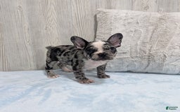 Frenchton dogs for sale: Hudson - Image 4