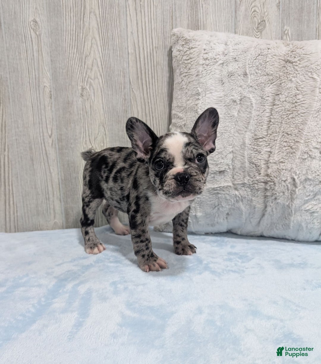 Frenchton dogs for sale: Hudson - Image 4