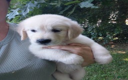 Golden Retriever dogs for sale: Pepper - Image 3