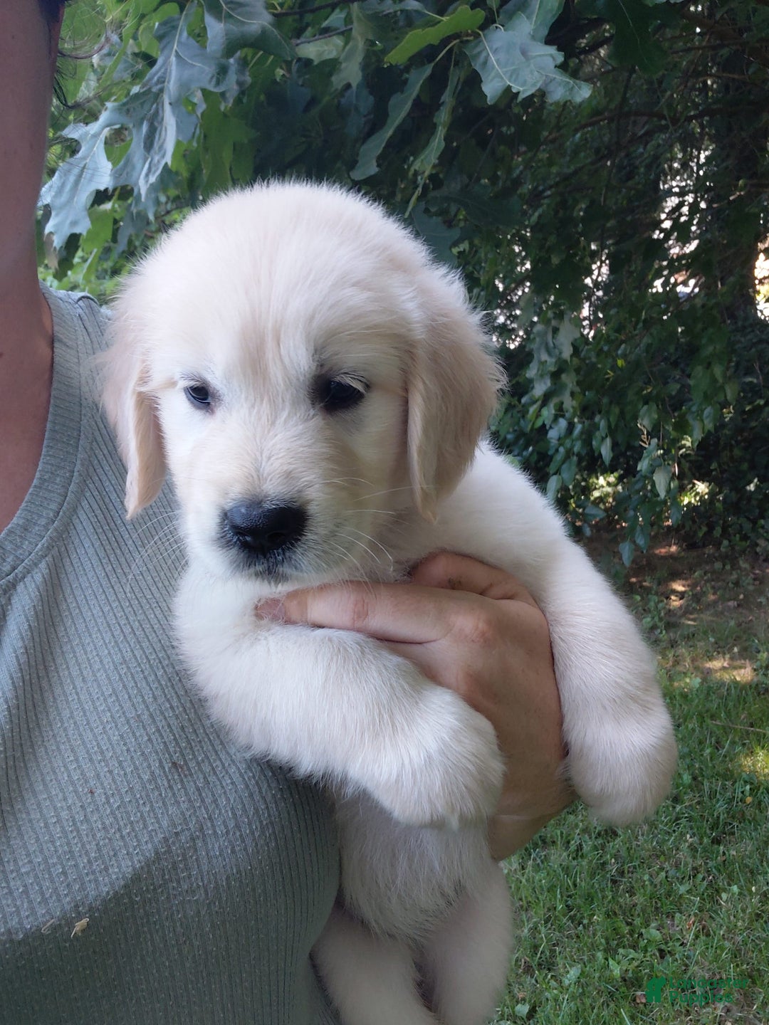Golden Retriever dogs for sale: Pepper - Image 3