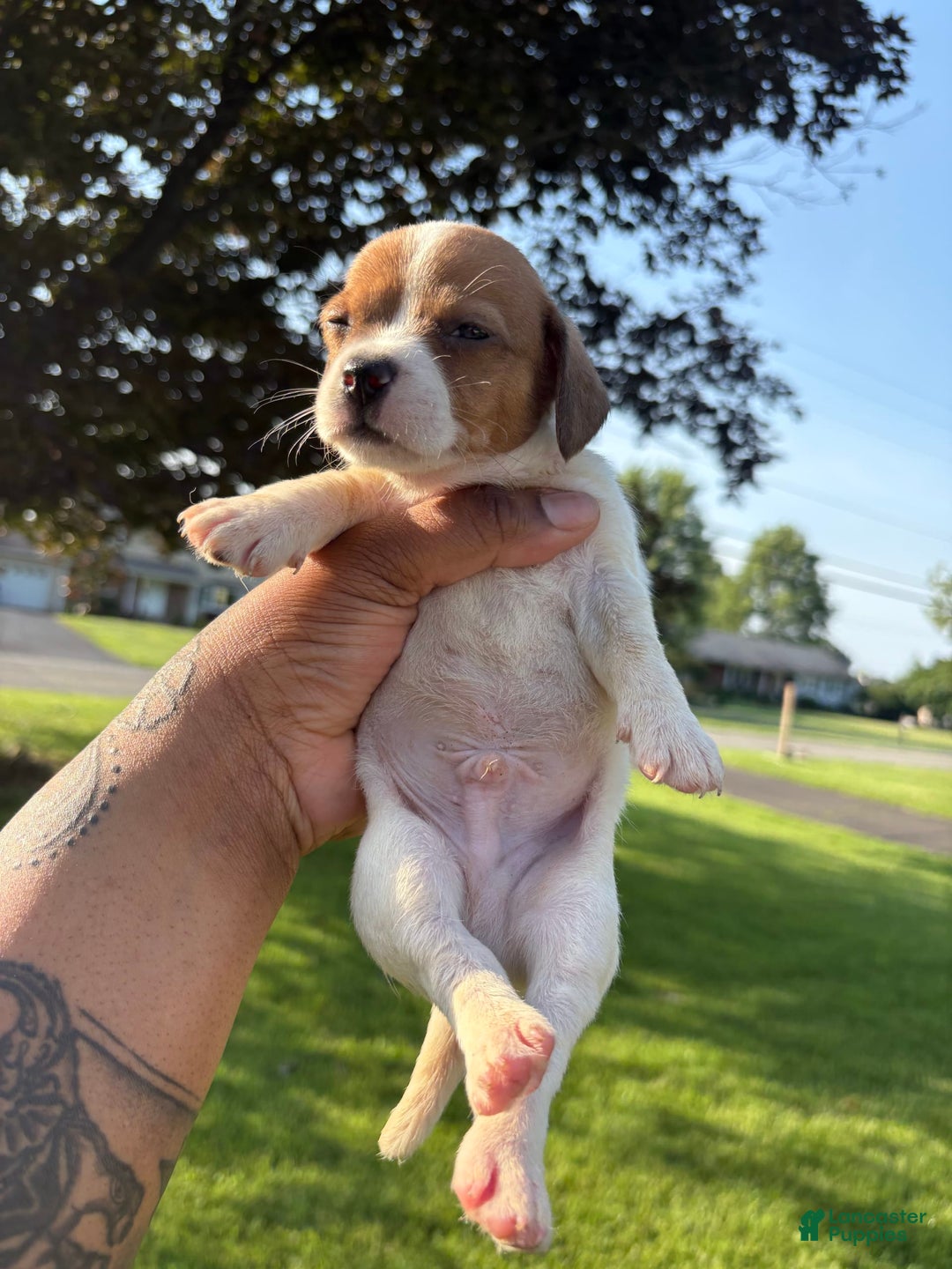Jack Russell Terrier dogs for sale: Pete - Image 1