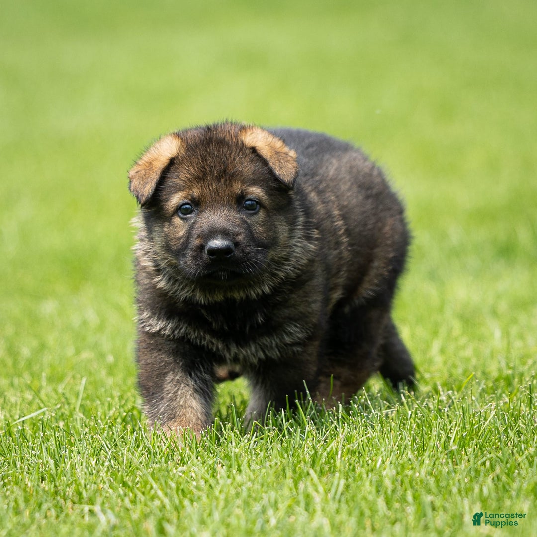 German Shepherd dogs for sale: Axel - Image 11