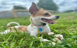 Chihuahua dogs for sale: Willow - Image 4