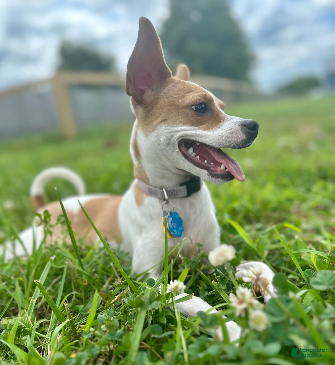 Chihuahua dogs for sale: Willow - Image 4