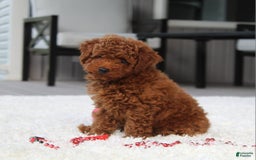 Toy Poodle dogs for sale: Elri - Image 6