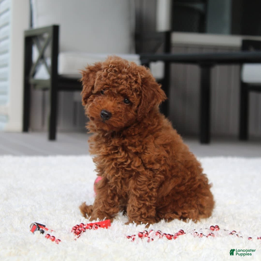 Toy Poodle dogs for sale: Elri - Image 6