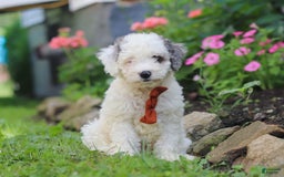 Mini Aussiedoodle dogs for sale: Diamond - Image 2