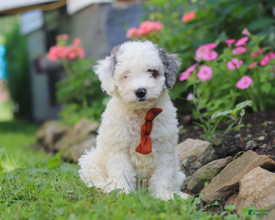 Mini Aussiedoodle dogs for sale: Diamond - Image 2