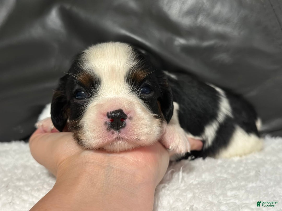 Cavalier King Charles Spaniel dogs for sale: Harlen - Image 8