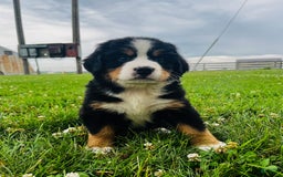 Bernese Mountain Dog dogs for sale: Meghan - Image 10