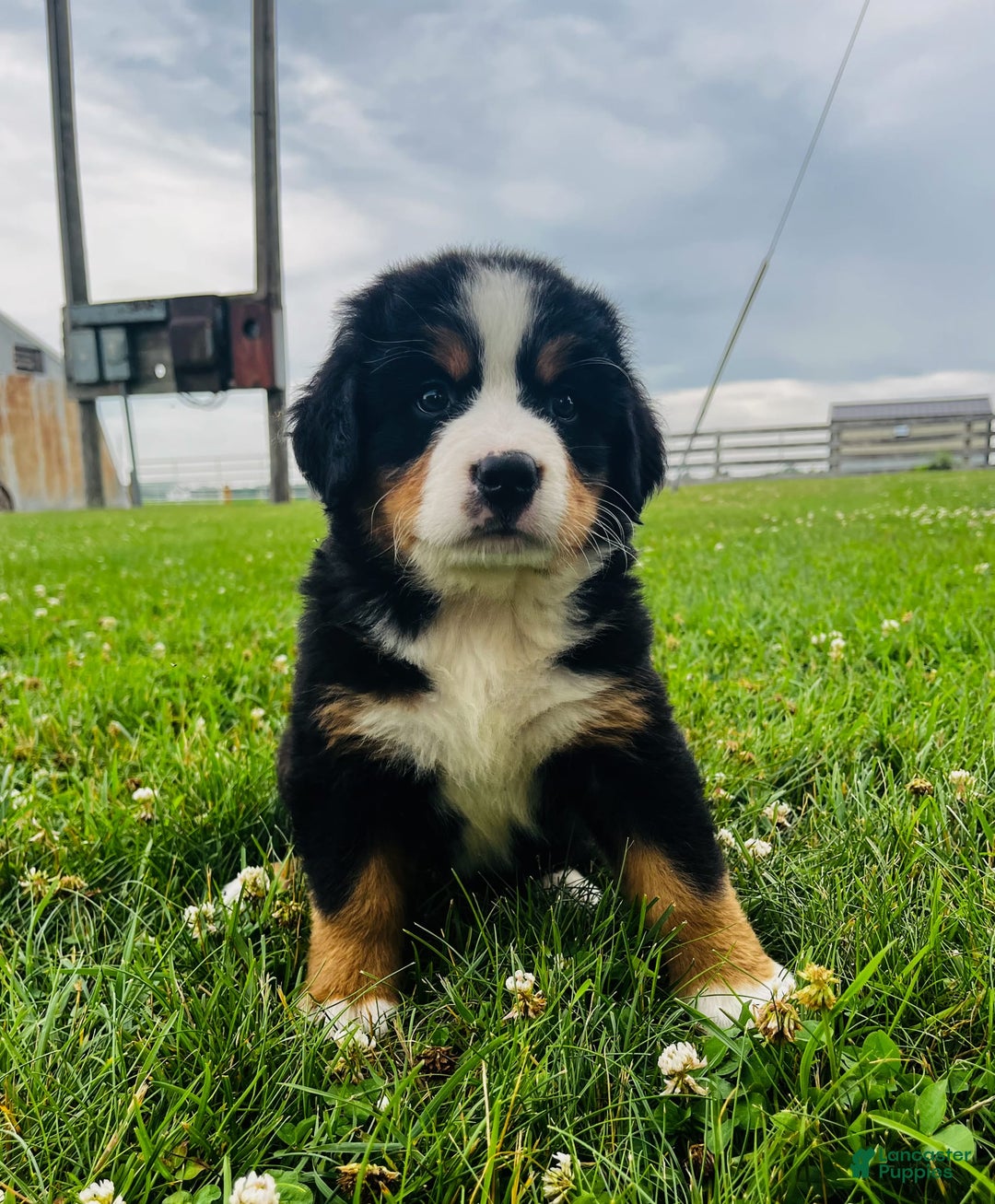 Bernese Mountain Dog dogs for sale: Meghan - Image 10