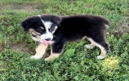 Australian Shepherd dogs for sale: Max - Image 3