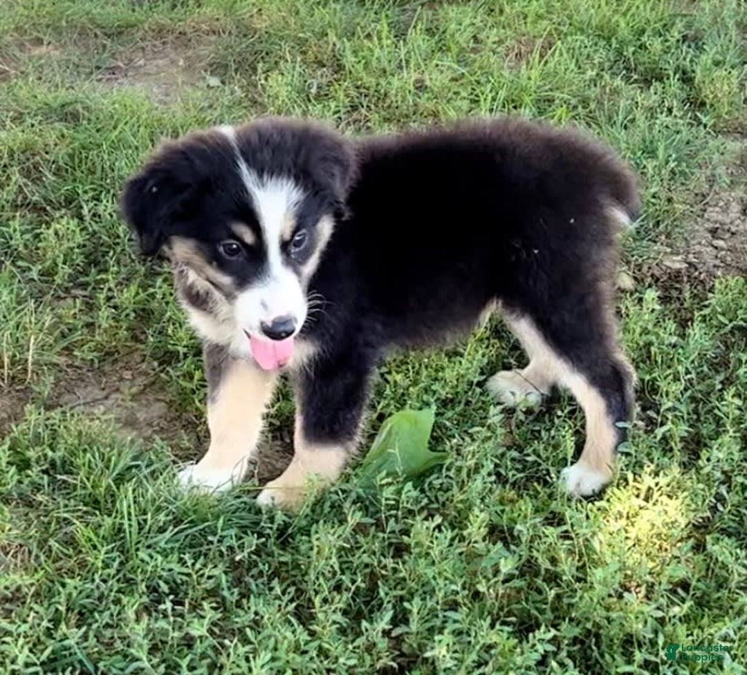 Australian Shepherd dogs for sale: Max - Image 3
