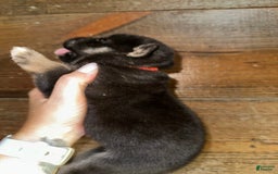 Gerberian Shepsky dogs for sale: Atticus - Image 6