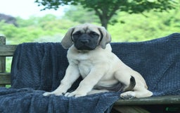 English Mastiff dogs for sale: Molly - Image 2