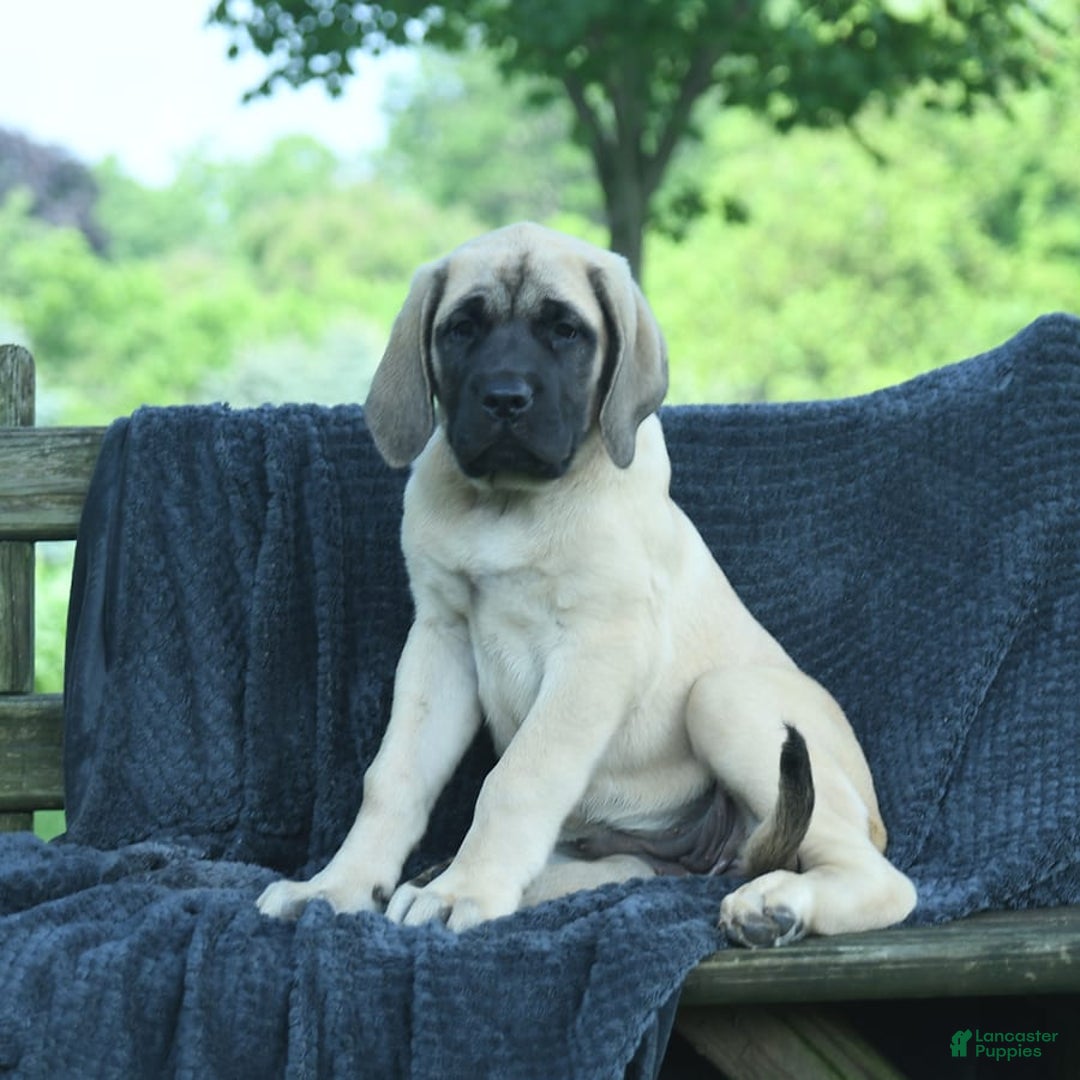 English Mastiff dogs for sale: Molly - Image 2