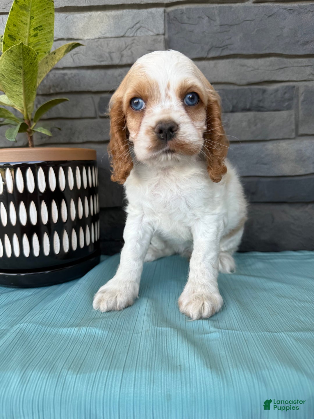 Cocker Spaniel dogs for sale: Twila - Image 6