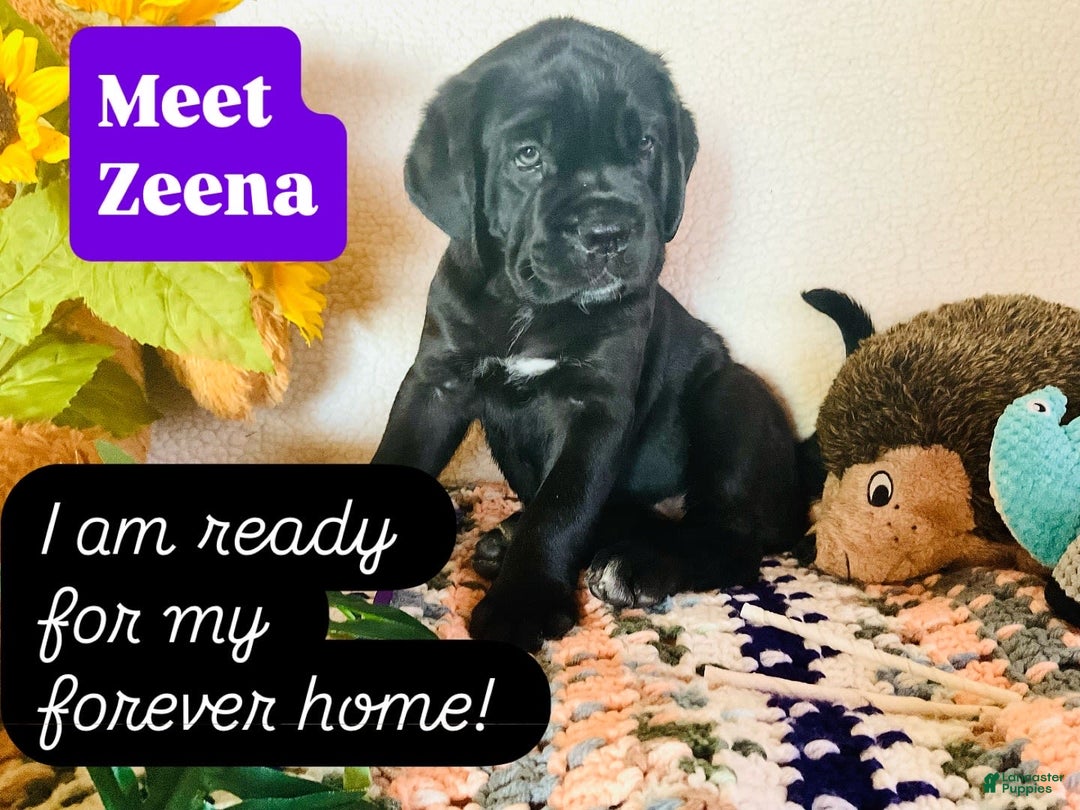 Cane Corso dogs for sale: Zeena - Image 1