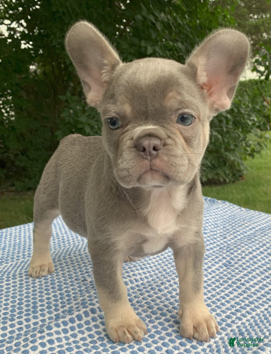 French Bulldog dogs for sale: Adele - Image 5
