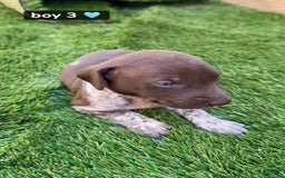 German Shorthaired Pointer dogs for sale: Boy 3 - Image 1