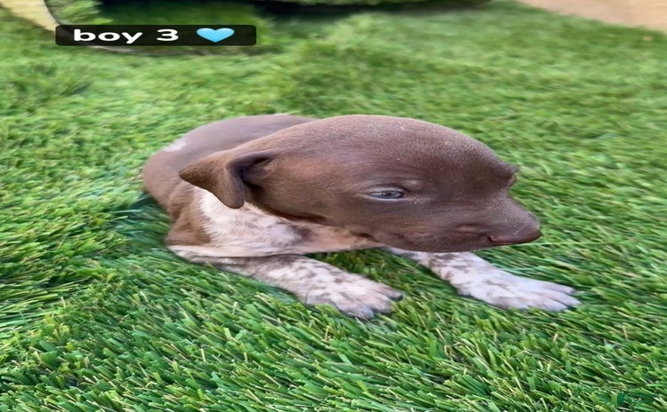 German Shorthaired Pointer dogs for sale - Ad 5