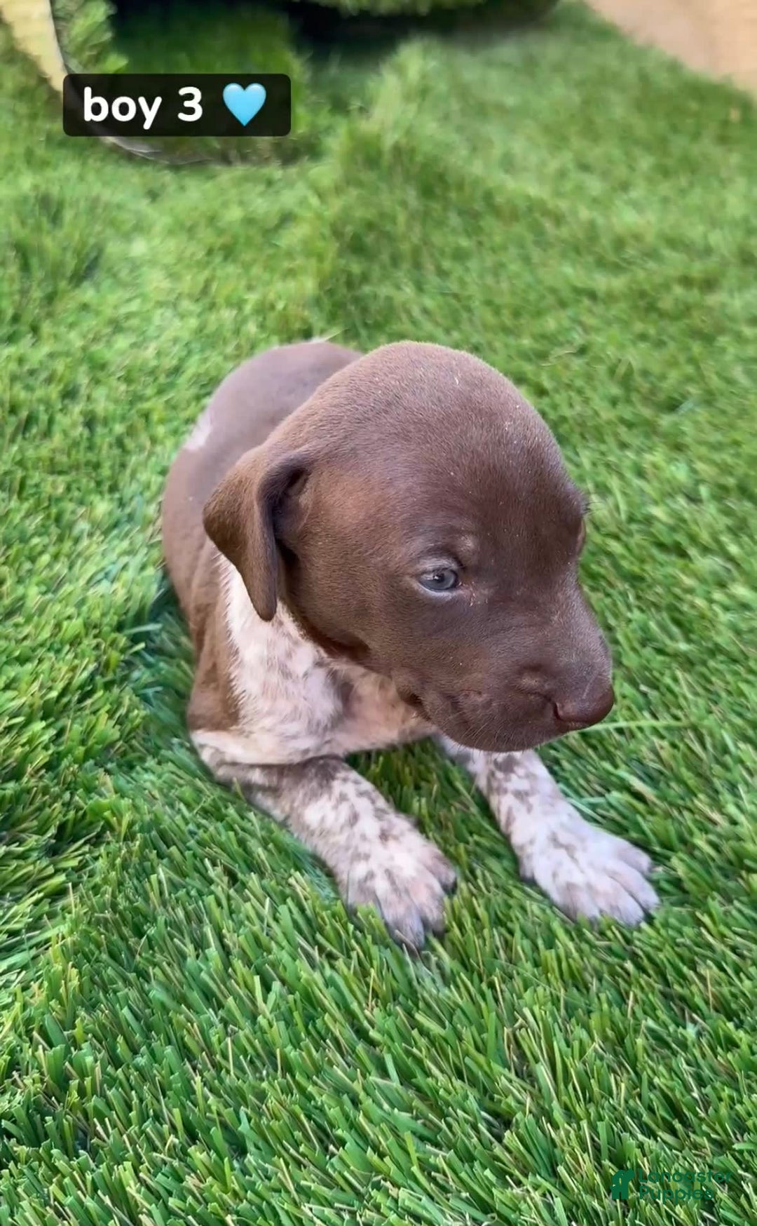 German Shorthaired Pointer dogs for sale: Boy 3 - Image 1
