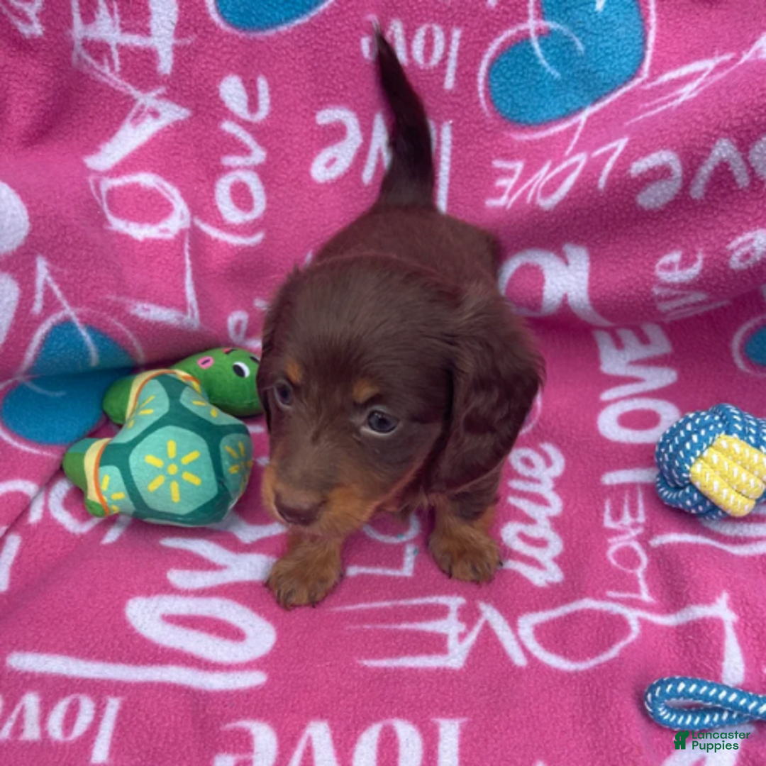 Dachshund dogs for sale: Brownie Chocolate Girl 1952 - Image 8