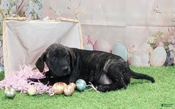 Catahoula Leopard Dog dogs for sale: Love Bug 2025 F2 - Image 1