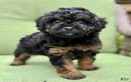 Miniature Poodle dogs for sale: Jasmine - Image 9