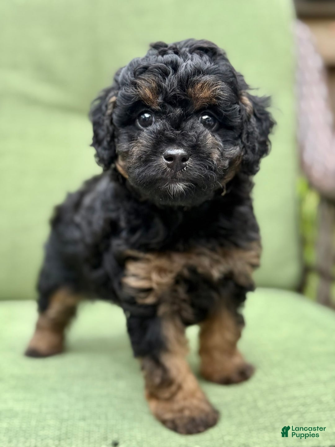 Miniature Poodle dogs for sale: Jasmine - Image 9