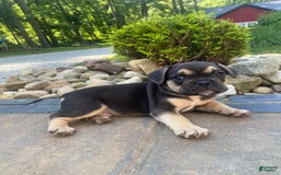 French Bulldog dogs for sale: Roscoe - Image 1