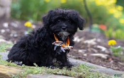 Yorkiepoo dogs for sale: Moses - Image 12