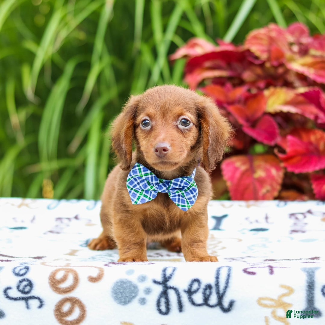 Miniature Dachshund dogs for sale: Zack - Image 5