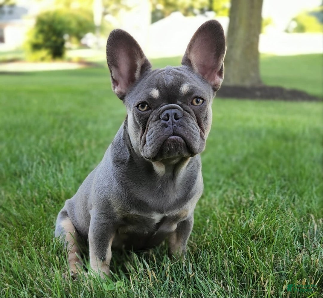 French Bulldog dogs for sale: Emma - Image 2