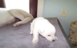 German Shepherd dogs for sale: Duchess - Image 3