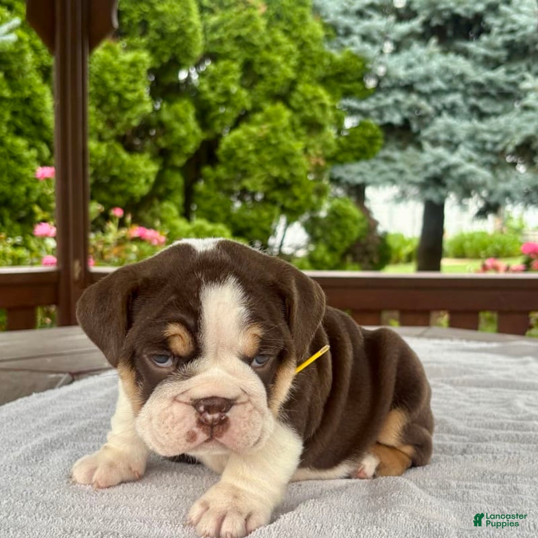 English Bulldog dogs for sale: Camille - Image 13