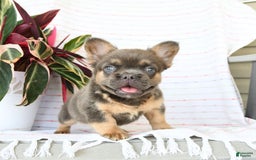 French Bulldog dogs for sale: Luca - Image 9